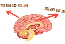 为什么你讲三分钟不如别人说一分钟？原来说话真的分 “天生派”